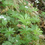 Myske Galium odoratum Sweet woodruff
