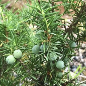 EiEiner Juniperus communis Juniper ner Juniperus communis
