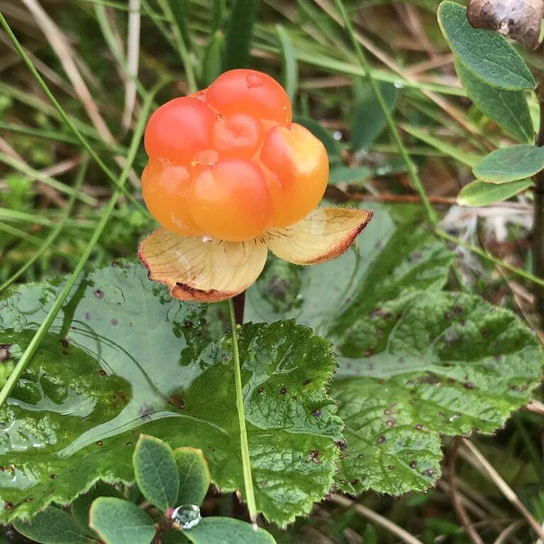 Molte Rubus chamaemorus