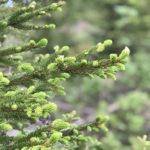 Granskudd Picea abies