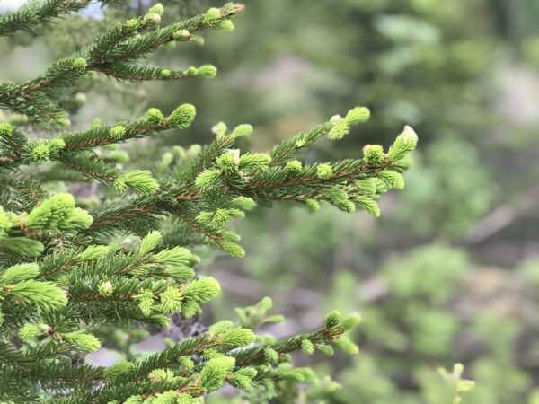 Granskudd Picea abies