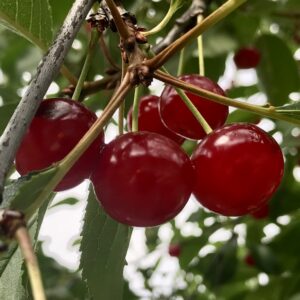 Morell Prunus avium