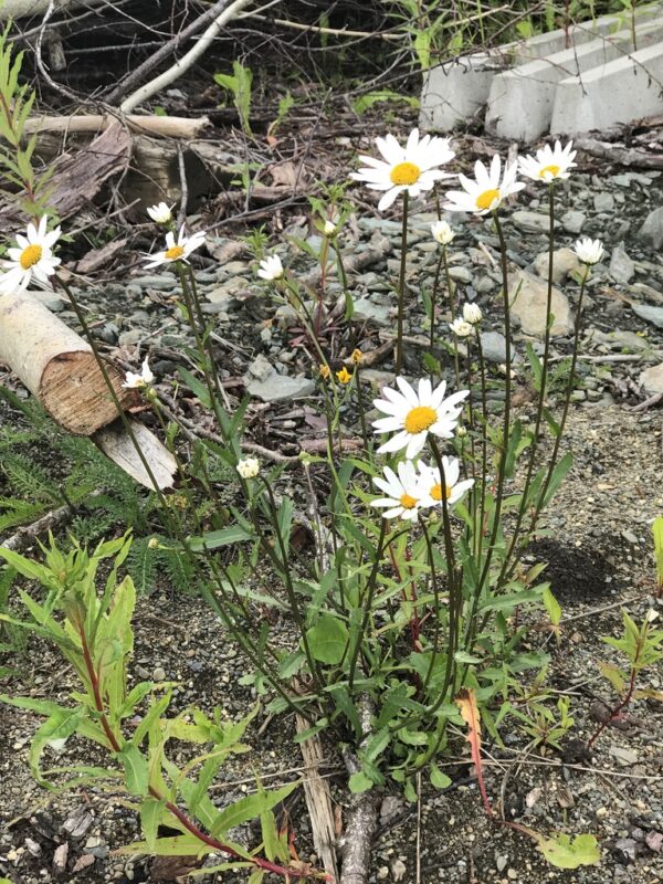 Prestekrage Leucanthemum vulgare Ox-eye daisy