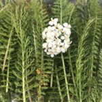 Ryllik Achillea millefolium Yarrow