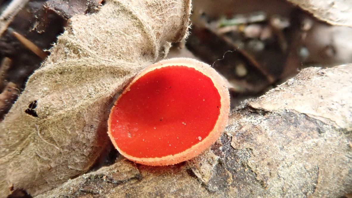 Skarlagen vårbeger Sarcoscypha austriaca Scarlet Elfcup Foto: Jim-Andre Stene