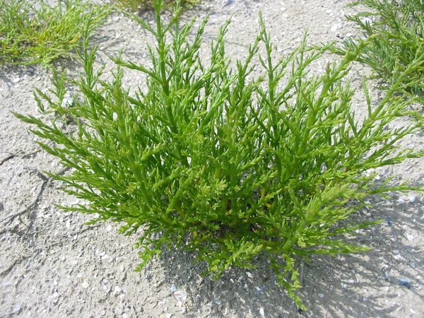 Salturt Salicornia europaea
