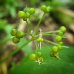 Ramsløk Allium ursinum Ramson