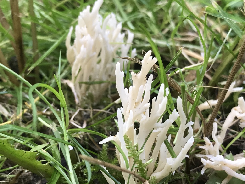 Kamfingersopp Clavulina coralloides Crested coral Foto: Jim-Andre Stene