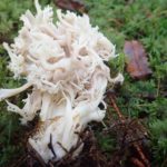 Kamfingersopp Clavulina coralloides Crested coral Foto: Jim-Andre Stene