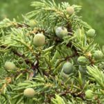 Einer Juniperus communis Juniper 