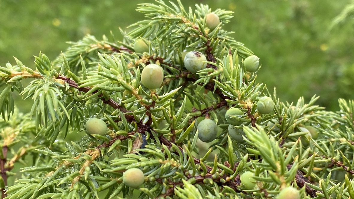 Einer Juniperus communis Juniper 
